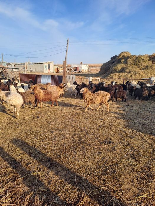 Продам овец токты 10 голов разные на развод