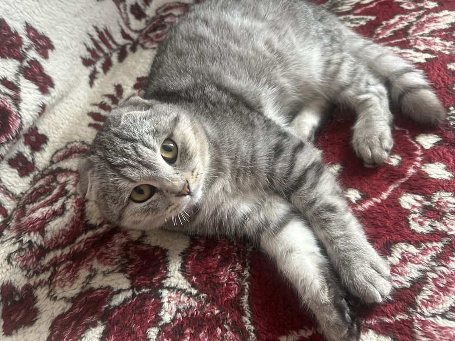 Шотландская вислоухая кошка