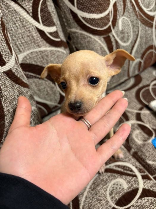 Продавам мини пинчер