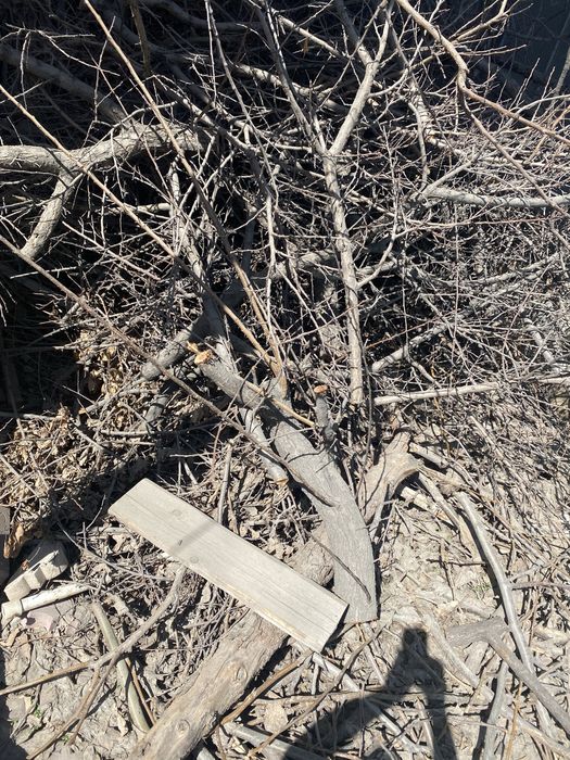 Отдам абрикосовые деревья