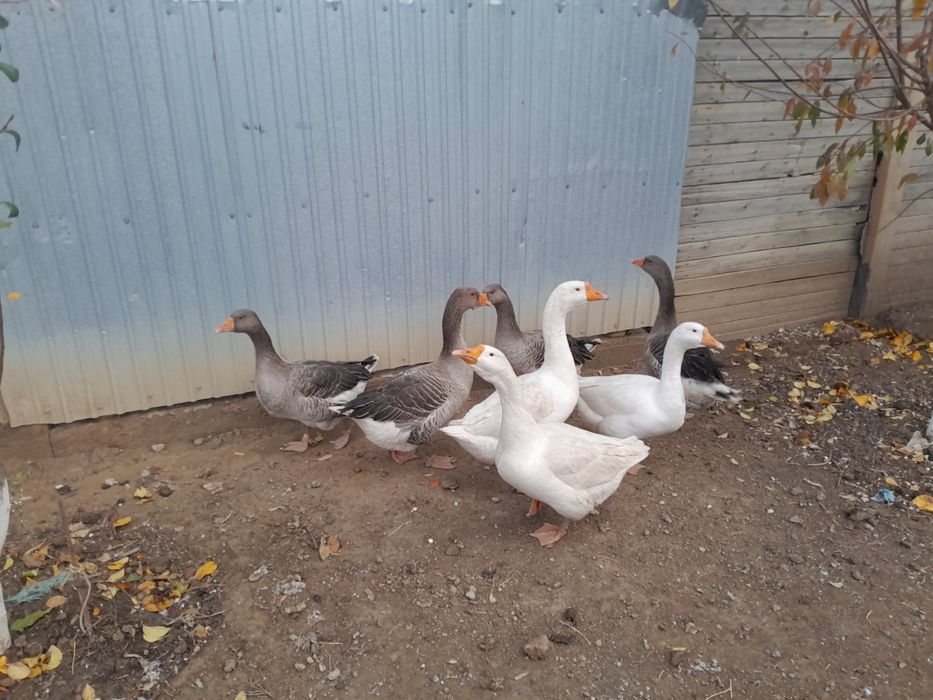 Қаз сатылады 10 000 тг ден