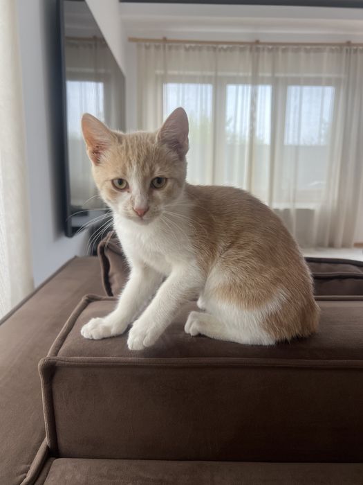 Pisici adoptie 3 luni