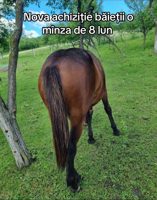 Vînd mînza de un 1 ani si 2 lun