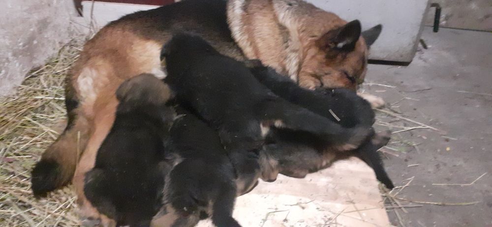 Donez catei Ciobanesc German