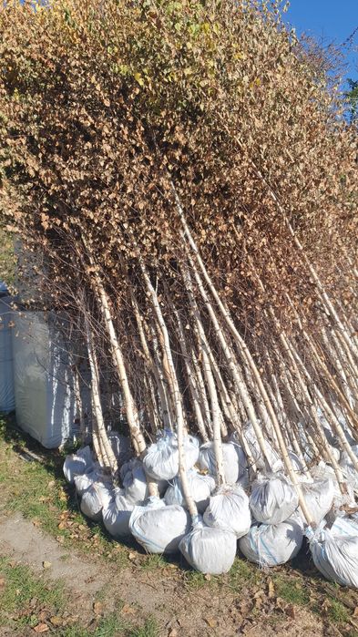 Mesteacăn betula pentru umbră