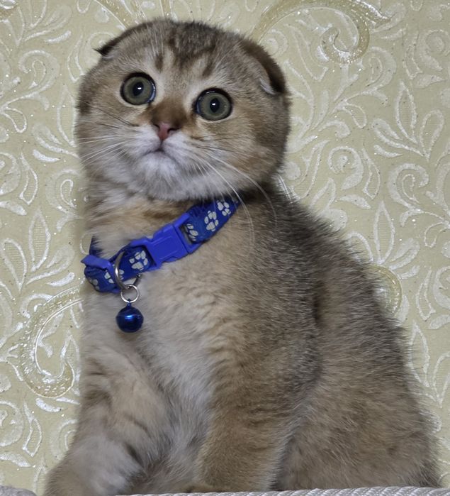 Золотая Шиншыла NY25