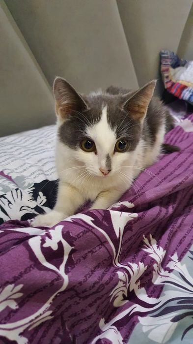 Котёнок радость!