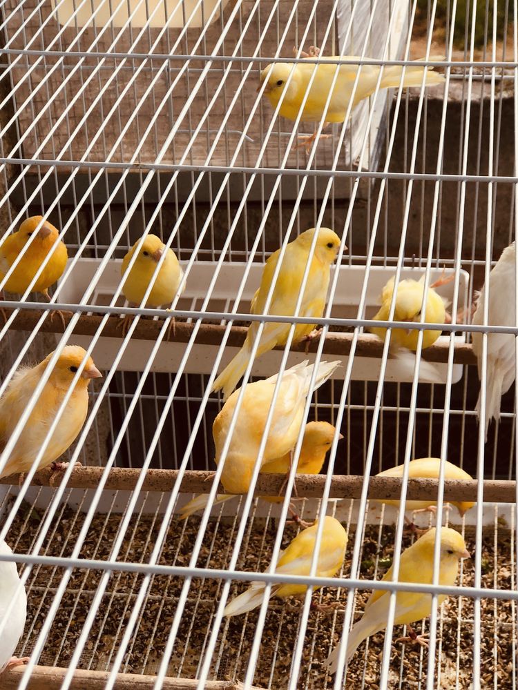 Canari pui de anul acesta