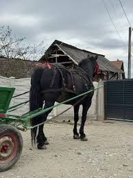 Vând iapă căruță românească