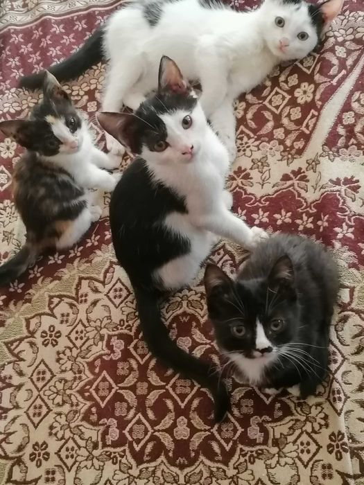 Продам  милых котят