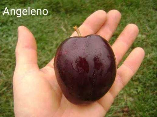 Pruni altoi cu fructe mari, Top Taste Top Hit Centenar Renglot