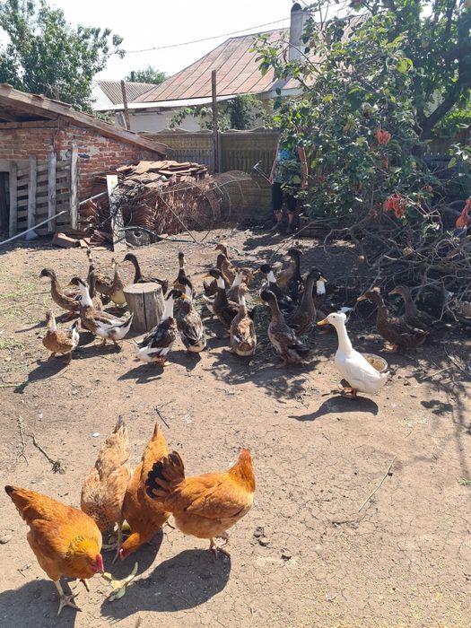 Vând rate românești de curte