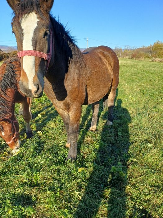 Vând mânz frumos castrat