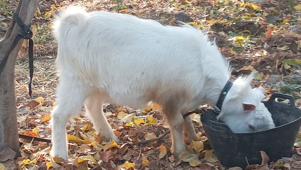 Оптом эчкилар  такалар