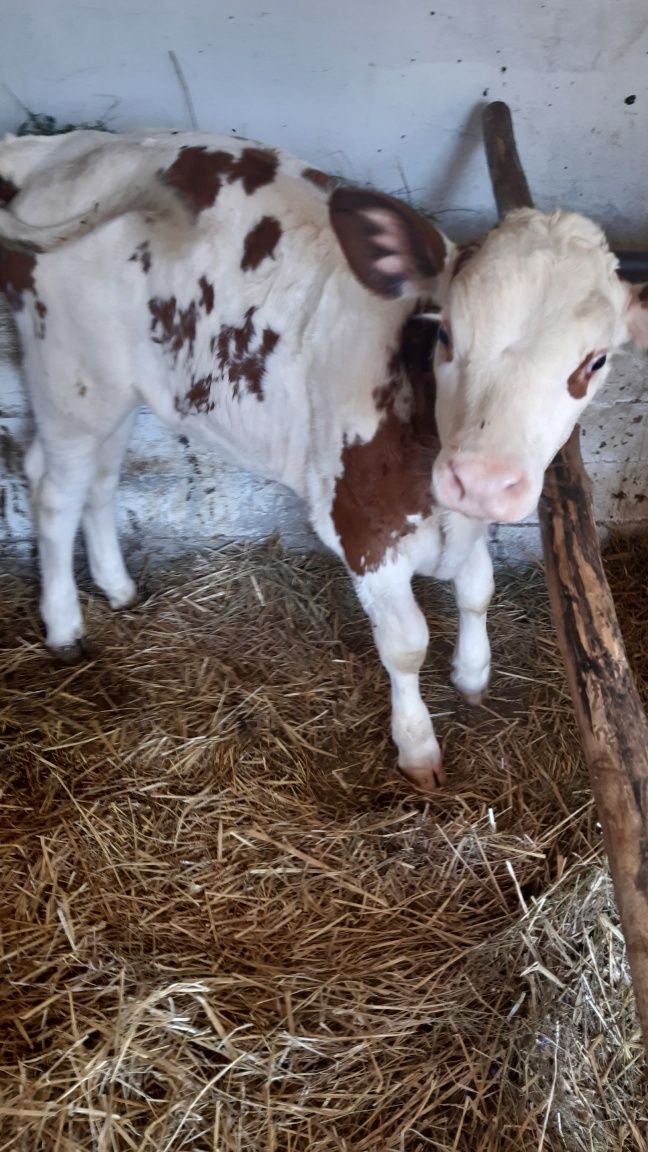 Vițele de vânzare în localitatea Forau nr73 și nr 299 la 3000 lei