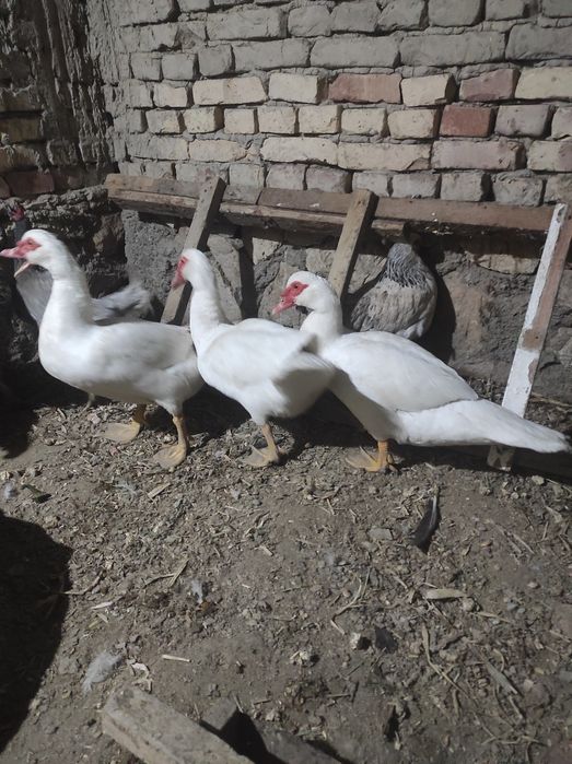 Индаутка сотилади