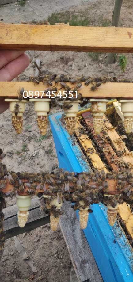Пчелни  майки Отводки малки пчелни семейства