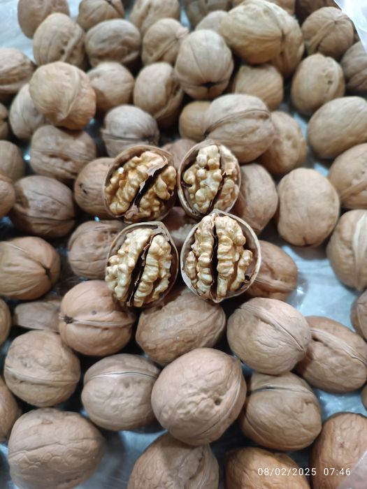 Yongoq kuchati Xitoy "X-185". Oq magʻiz yupqa puchoq.