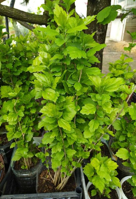 Hibiscus Syriacus- Trandafir de gradina