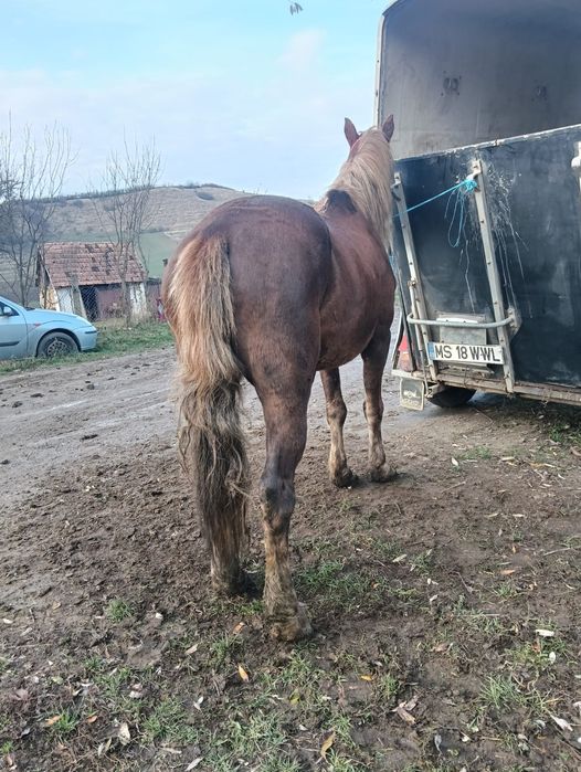 Vând cal garantat de ham