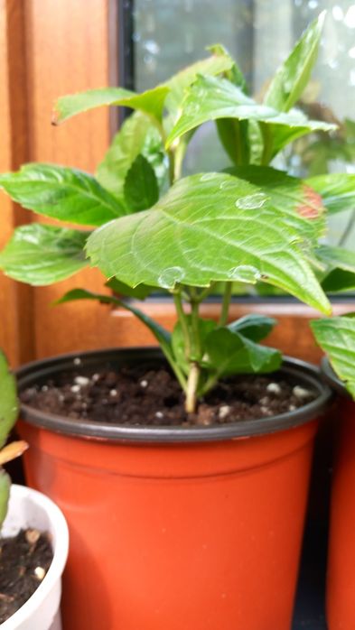 Hortensie Hydrangea  macrofylla roz.