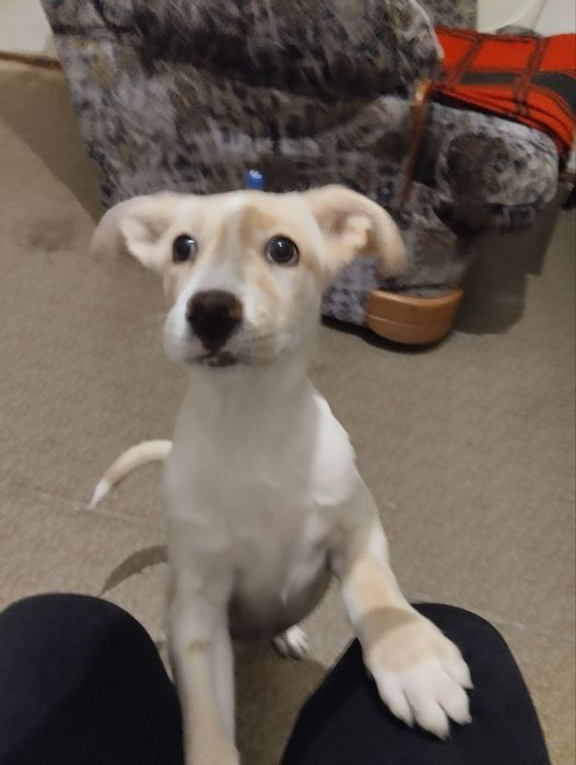 Срочно пристраиваеся щенок девочка