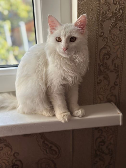 Пристраиваются котята