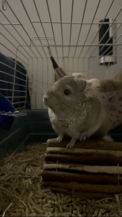 Vand chinchilla bej