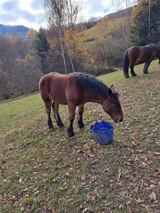 Mânză 6 luni de vanzare