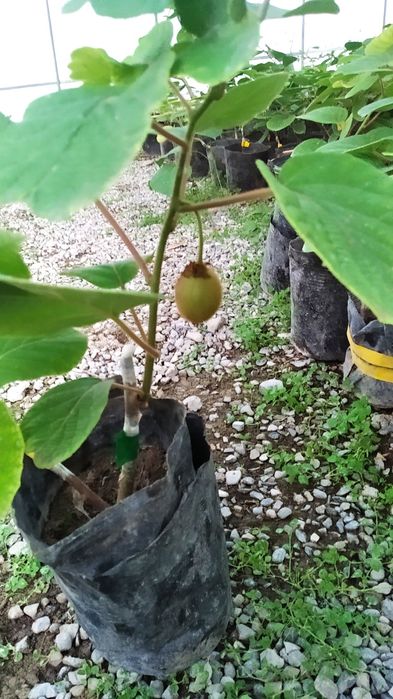 киви кўчат сотилади