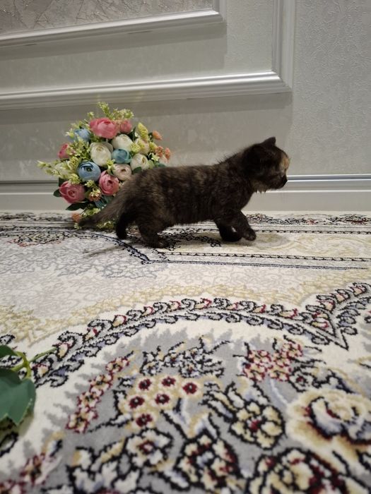 Mushukcha sotiladi 1.5 oylik zoti tozza