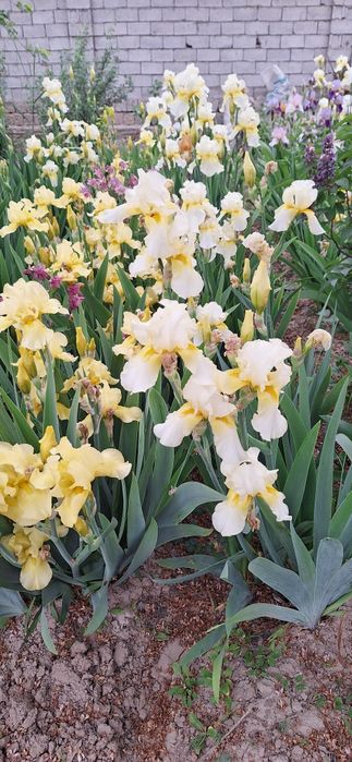 Rang barang gulsapsar (iris)