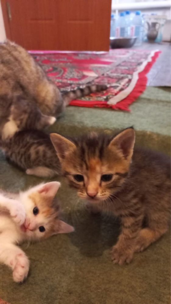 Котенки даром к любящим хозяевам