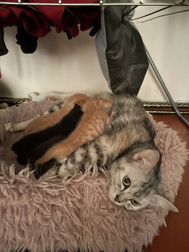 Раздаю котят и кошку