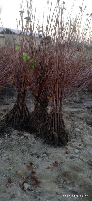 Yashil makon gilos lari