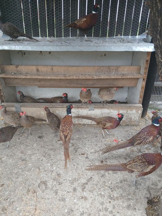 Fazani comuni si tenebros de vanzare