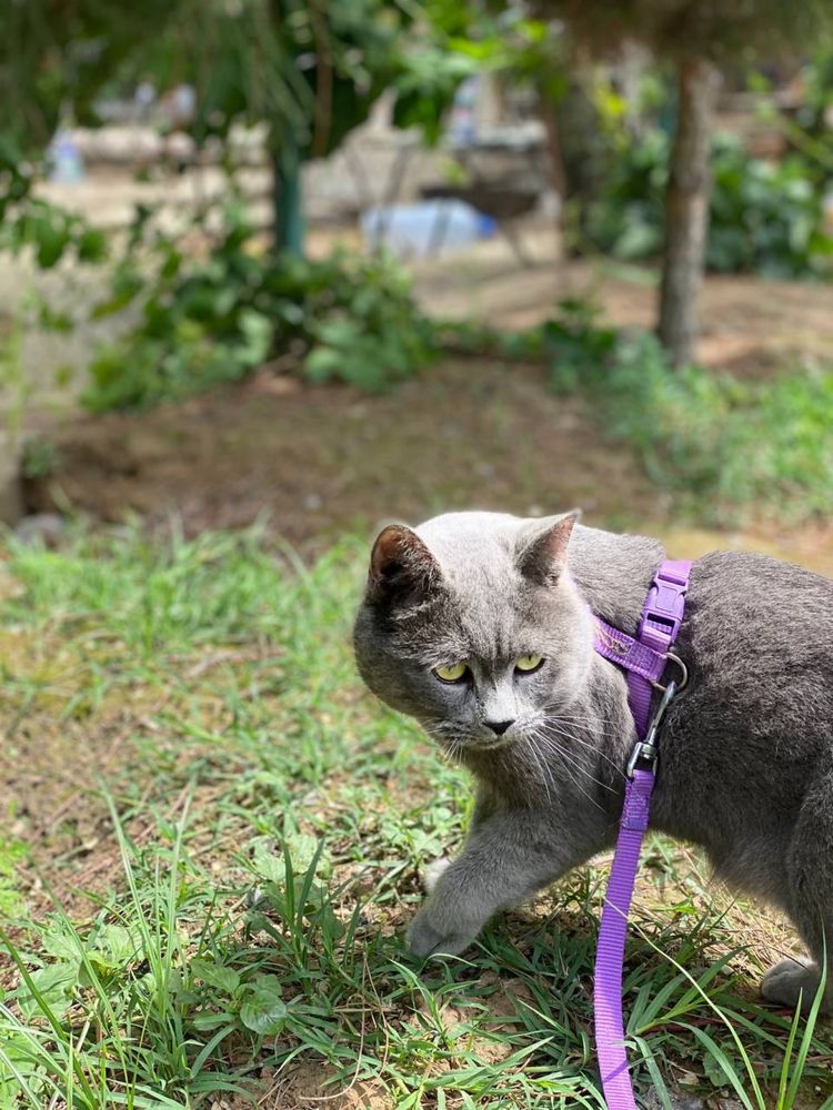 British shorthair Бритиш