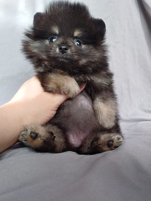 Щенки шпица мини