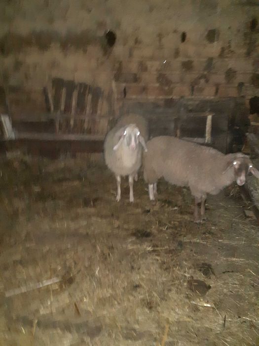 Продава две агнета