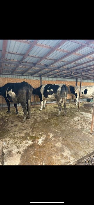 Vaci de vanzare, comuna ciolanesti judetul teleorman !