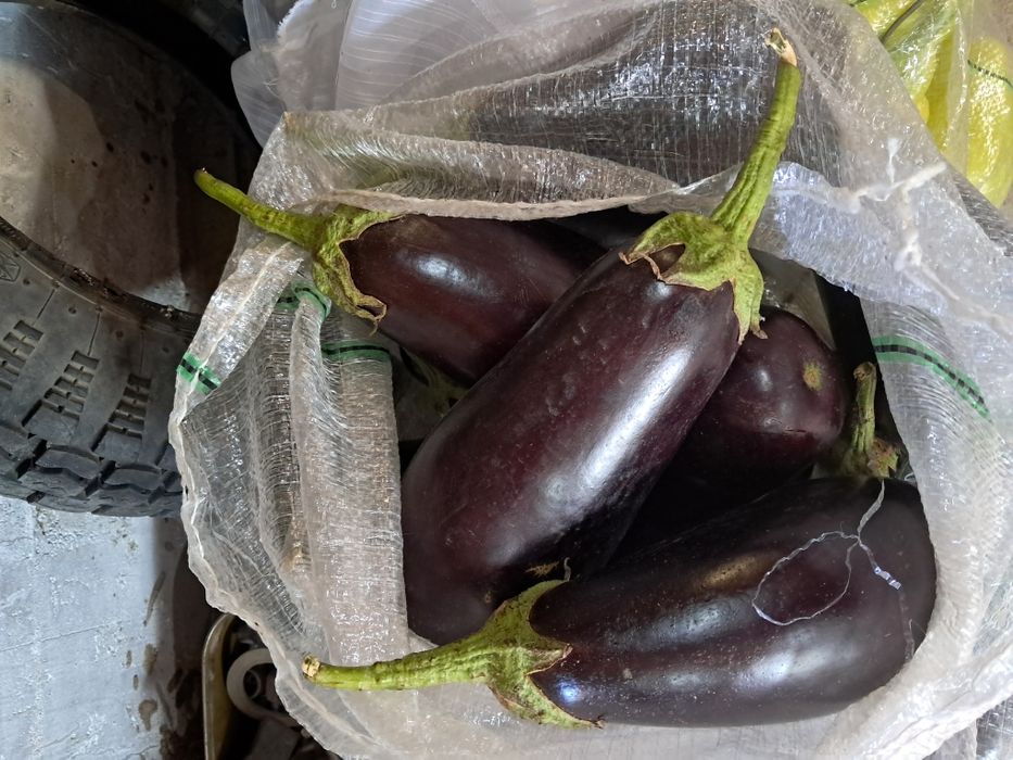 Продам помидоры  баклажаны перец    домашние