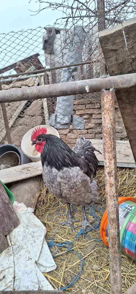 Oua de gaina  de consum și incubat