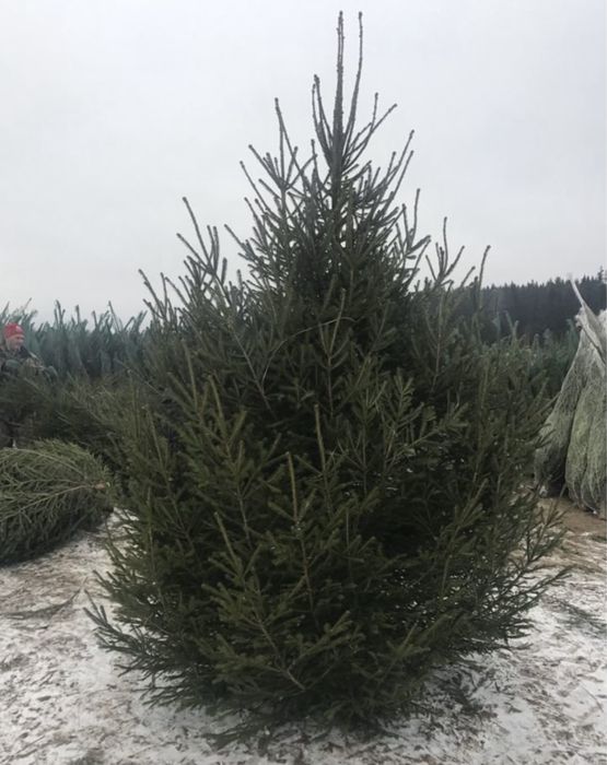 Живые ели в сетках