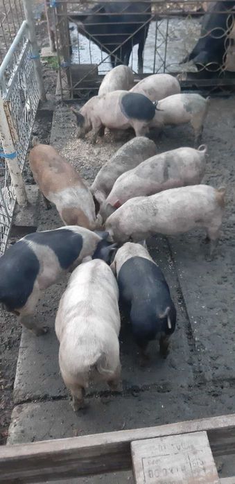 Продавам бели прасенца