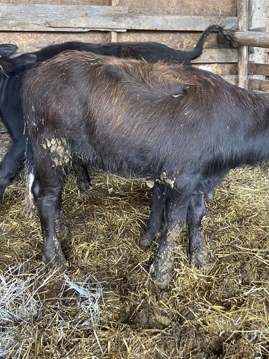 Vand puice de bivol si taurasi provenienta brasov