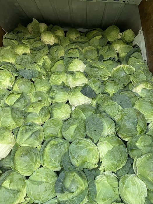 Varza romaneasca de buzau 1.50 lei kg