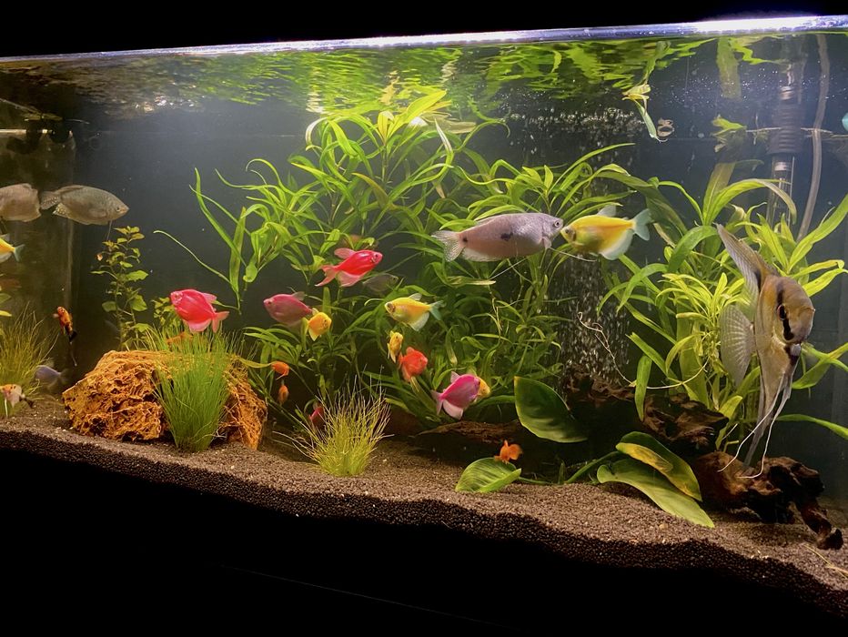 Acavriu 100 L cu accesori incluse