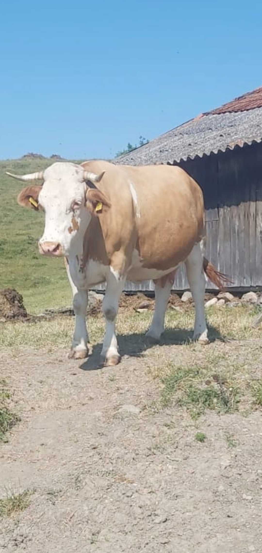 Vacă 7 ani gestanta in 8 luni
