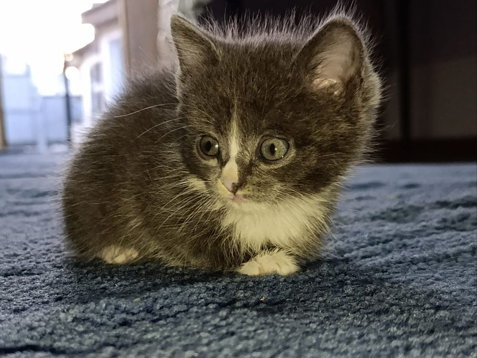 Отдам красивого котёнка.