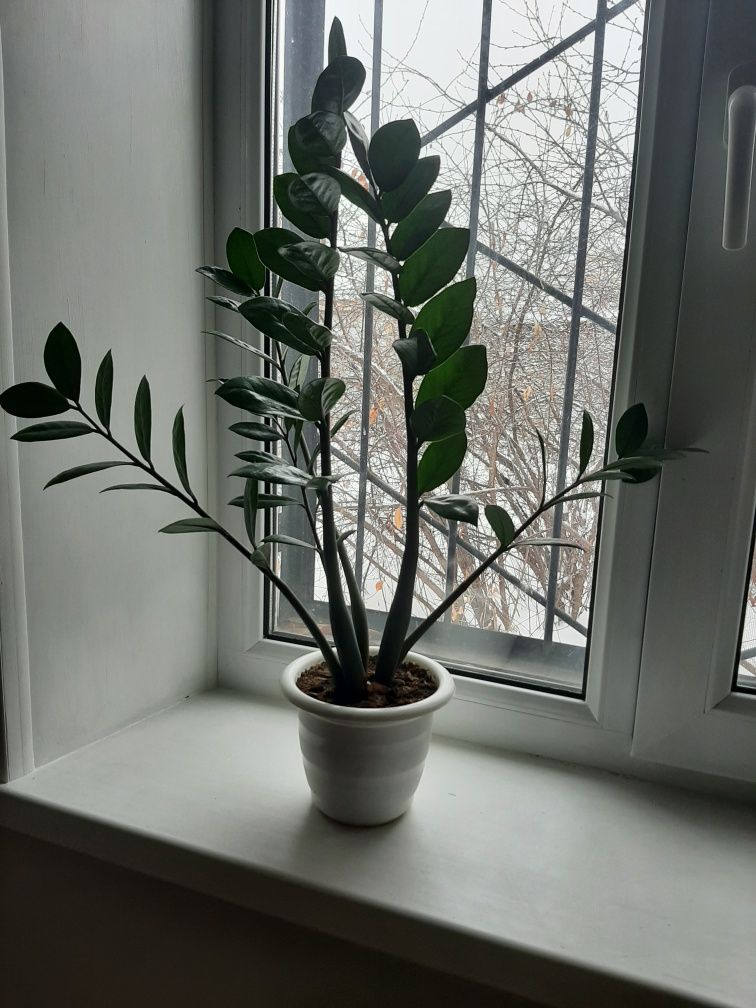 Комнатные растения